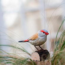 Load image into Gallery viewer, Hand Carved Deco Bird - Red Browed Finch