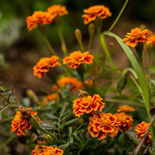 Load image into Gallery viewer, Sow n Sow Marigolds Gift of Seeds (Australia only)