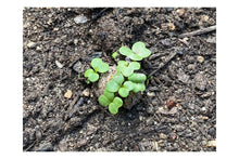 Load image into Gallery viewer, Urban Seed Balls - Bee Friendly