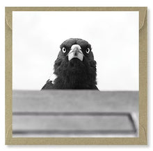 Load image into Gallery viewer, The Bird Photographer Boxed Cards - Mixed Flock (5)