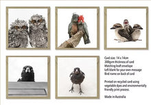 Load image into Gallery viewer, The Bird Photographer Boxed Cards - Mixed Flock (5)