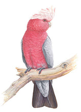 Load image into Gallery viewer, Jeremy Boot Gift Card Pack of 8 - Australian Colourful Parrots