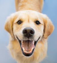 Load image into Gallery viewer, Inspirational Quote Book - A Little Book of Divine Dogs