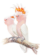 Load image into Gallery viewer, Jeremy Boot Gift Card Pack of 8 - Australian Colourful Parrots