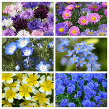 Load image into Gallery viewer, Flower Seeds - Frankies Favourites