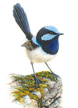 Load image into Gallery viewer, Jeremy Boot Gift Card Pack of 8 - Australia's Popular Birds