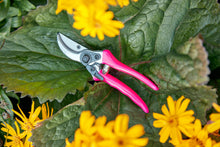 Load image into Gallery viewer, Burgon & Ball Fluorescent Bypass Secateurs - Pink