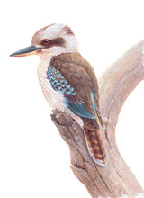 Load image into Gallery viewer, Jeremy Boot Gift Card Pack of 8 - Australia's Popular Birds
