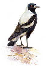 Load image into Gallery viewer, Jeremy Boot Gift Card Pack of 8 - Australia's Popular Birds