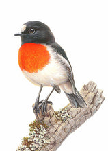 Load image into Gallery viewer, Jeremy Boot Gift Card Pack of 8 - Australia's Popular Birds