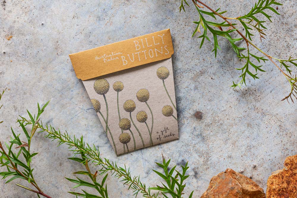 Sow n Sow Billy Buttons Gift of Seeds (Australia only)