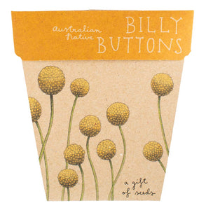 Sow n Sow Billy Buttons Gift of Seeds (Australia only)