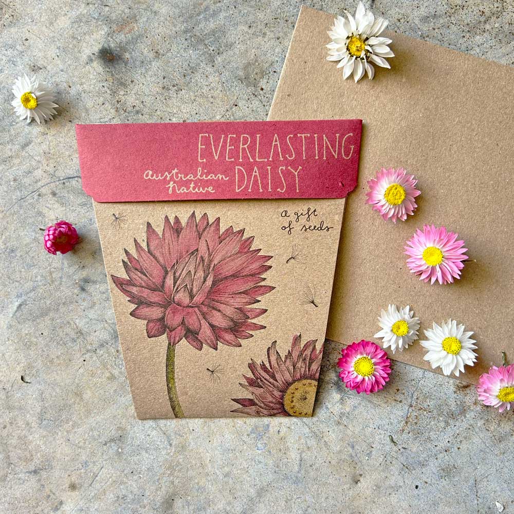 Sow n Sow Everlasting Daisy Gift of Seeds (Australia only)