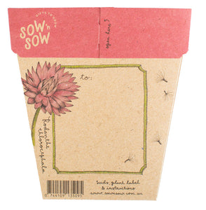 Sow n Sow Everlasting Daisy Gift of Seeds (Australia only)