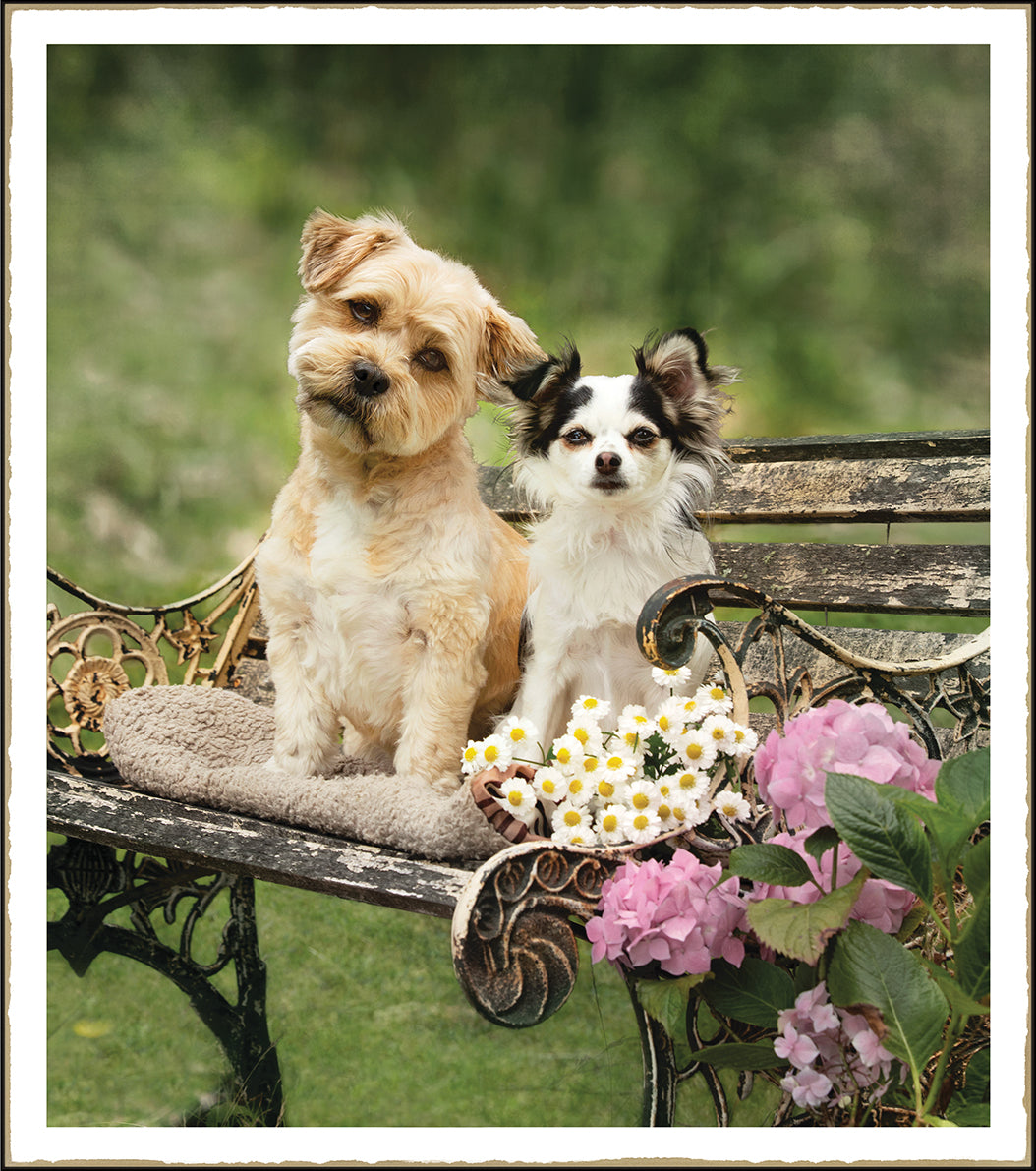 Greeting Card - River & Tiger