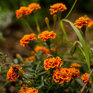 Sow n Sow Marigolds Gift of Seeds (Australia only)
