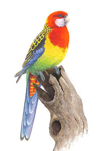 Jeremy Boot Gift Card Pack of 8 - Australian Colourful Parrots