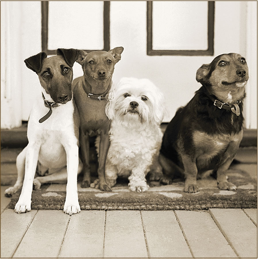 Greeting Card - Four Dogs