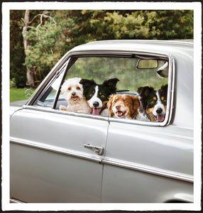 Greeting Card - Frankie & The Border Collies