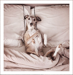 Greeting Card - Shirley the Whippet