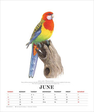 Load image into Gallery viewer, Jeremy Boot Deluxe Wall Calender - Birds of Australia 2025
