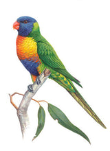 Load image into Gallery viewer, Jeremy Boot Gift Card Pack of 8 - Australian Colourful Parrots
