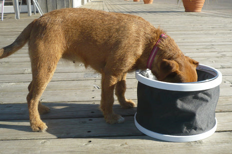 Doggy Bucket in A Bag